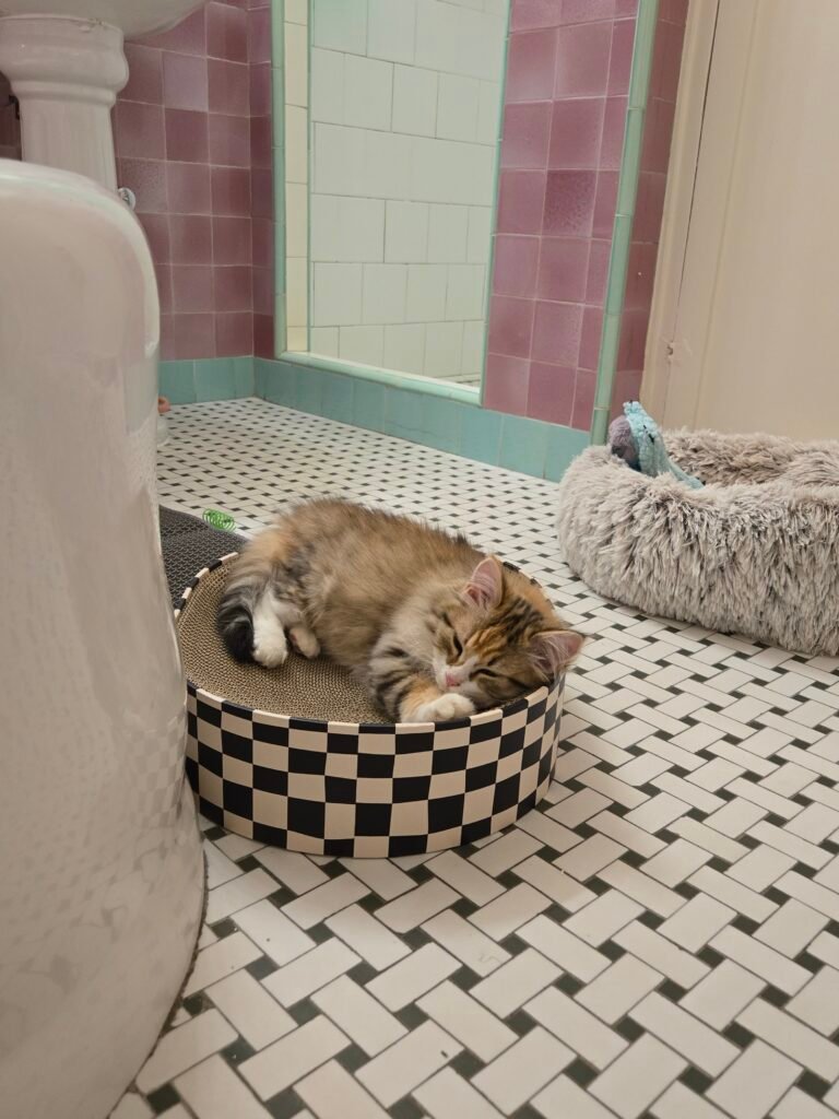 Cat sleeping on scratcher